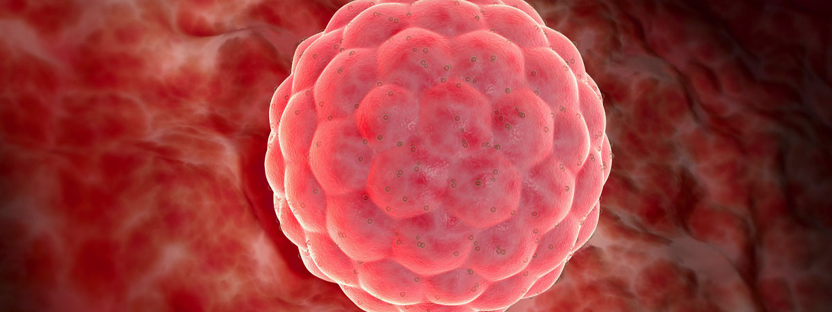 Blastocyst Culture - Ramkrishna IVF Centre