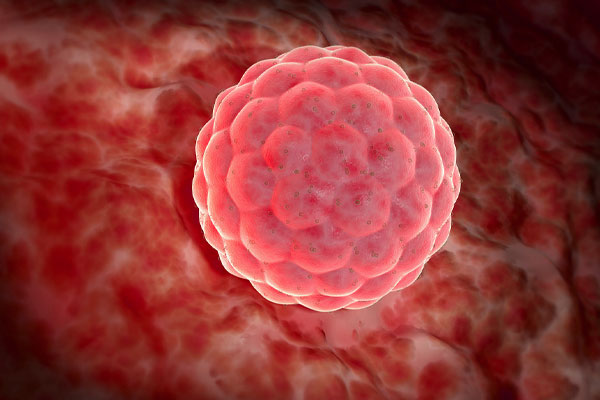 Blastocyst Culture