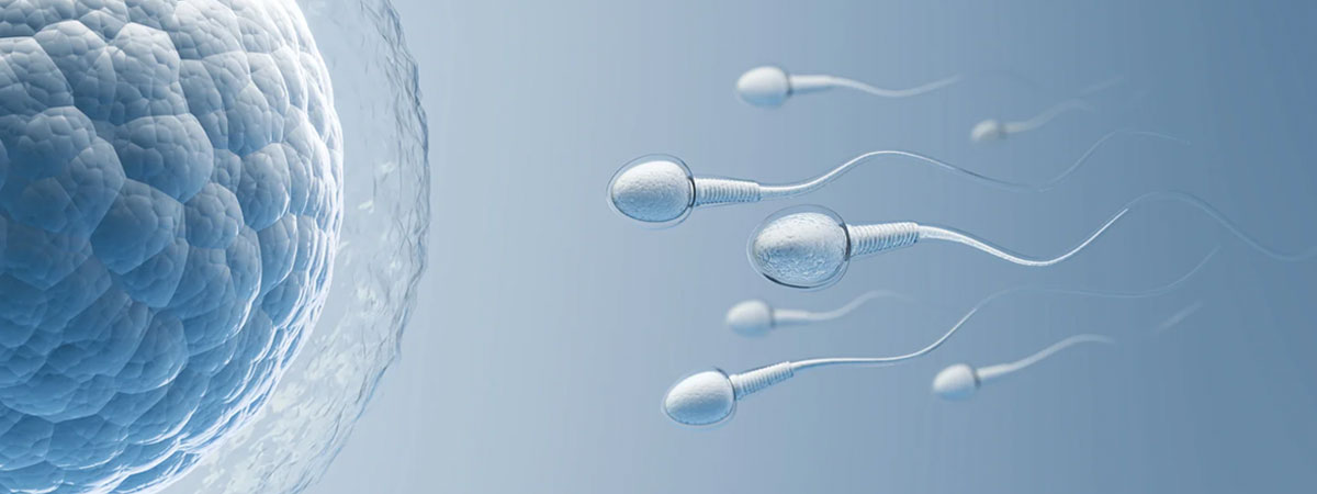 Percutaneous Epididymal Sperm Aspiration (PESA) - Ramkrishna IVF Centre