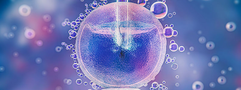 Embryo Freezing and Transfer Service